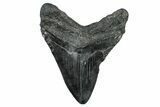 Fossil Megalodon Tooth - South Carolina #340138-1
